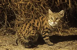 Black-footed Cat / Small Spotted Cat Botswana Africa