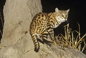 Black-footed Cat / Small Spotted Cat - showing black feet
