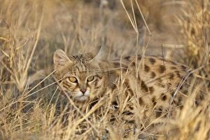 Images Dated 19th August 2010: Black-footed Cat / Small Spotted Cat - smallest African cat