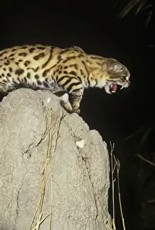Black-footed Cat / Small Spotted Cat - snarling Botswana Africa
