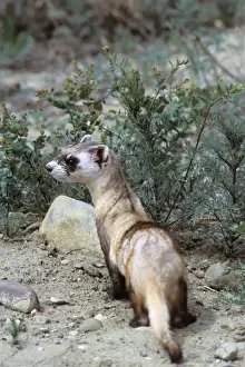 Black Footed Prints: Black-footed ferret Eastern Montana. MI778