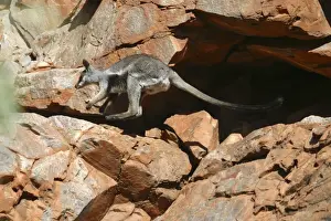 Black-footed Rock-wallaby Near Hugh River, West MacDonnell National Park, Nthn Territory, Australia
