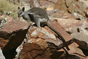 Black Footed Prints: Black-footed Rock-wallaby Ormiston Gorge
