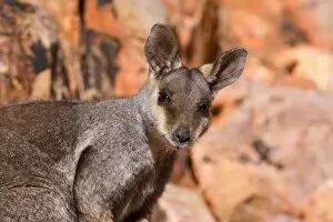 Black-footed Rock-wallaby - portrait of an adult wallaby looking directly in the camera