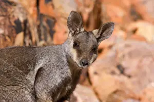 Black Footed Prints: Black-footed Rock-wallaby - portrait of an adult wallaby looking directly in the camera