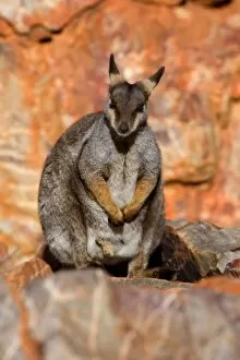 Black-footed Rock-wallaby - resting on top of steep cliff