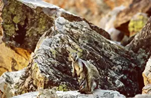 Black-footed Rock-Wallaby - Simpsons Gap, West MacDonnell Ranges, Northern Territory, Australia JPF05521