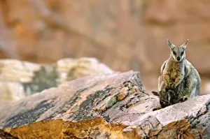 Black-footed Rock-Wallaby - With young - Simpsons Gap - West MacDonnell Ranges - Northern Territory - Australia JPF05513