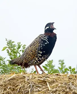 Black Francolin - male calling on territory - April - Cyprus