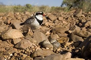 Images Dated 17th September 2010: Black-fronted Dotterel Approaching its nest at Canteen Creek, central Northern Territory, Australia