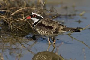 Images Dated 11th May 2007: Black-fronted Dotterel At Mt Barnett water treatment ponds, Gibb River Road, Kimberley