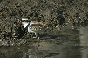 Sewage Prints: Black-fronted Dotterel Near Mt Isa sewage ponds, Queensland, Australia