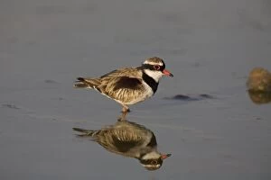 Images Dated 29th September 2007: Black-fronted Dotterel reflected At Mt Barnett water treatment ponds, Gibb River Road, Kimberley