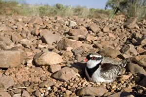 Images Dated 17th September 2010: Black-fronted Dotterel Sitting on its nest at Canteen Creek, central Northern Territory, Australia