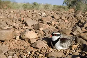 Black-fronted Dotterel Sitting on its nest at Canteen Creek, central Northern Territory, Australia