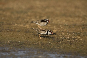 Images Dated 29th September 2007: Black-fronted Dotterels preparing to mate At Mt Barnett water treatment ponds, Gibb River Road