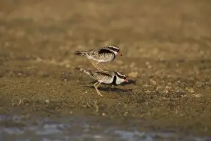 Dotterel Prints: Black-fronted Dotterels preparing to mate At Mt Barnett water treatment ponds
