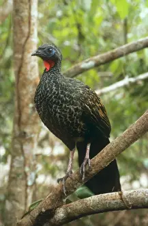 Guan Prints: Black-fronted Piping Guan Amazonia, Brazil