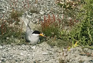 Black-fronted Tern Cass River Delta, South Island, New Zealand. formerly: Chlidonias albostriatus