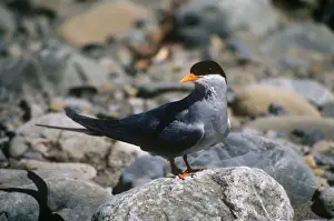 Black-fronted Tern formerly: Chlidonias albostriatus