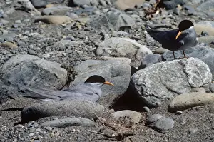 Black Fronted Prints: Black-fronted Terns formerly: Chlidonias albostriatus