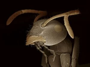 Microscopic Gallery: Black Garden Ant