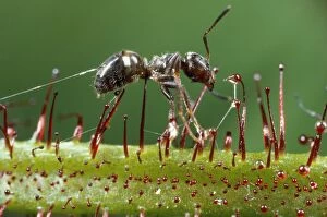Images Dated 1st October 2012: Black Garden Ant - caught in sundew - UK