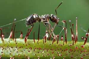 Images Dated 1st October 2012: Black Garden Ant - caught in sundew - UK