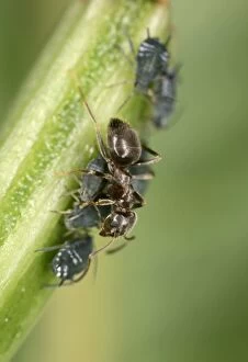 Black Garden Ant - milking Aphid
