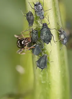 Tending Prints: Black garden ant – milking aphid Bedfordshire UK 001988