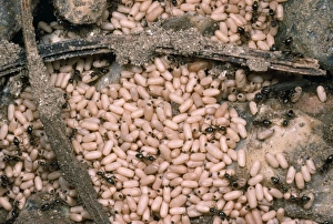 Images Dated 1st October 2012: Black Garden Ant - nest with pupae - UK