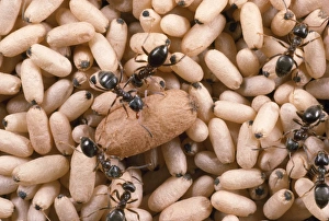 Images Dated 1st October 2012: Black Garden Ant - nest with pupae - UK