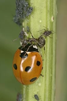 Images Dated 8th September 2005: Black garden ant – protecting aphids from 7 spot ladybird Bedfordshire UK 001998