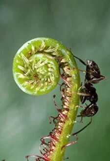 Black Garden Ant - on sundew curl