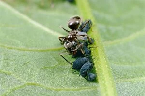 Black garden ANT - tending / milking aphids / blackfly