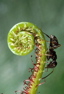 Images Dated 1st October 2012: Black Garden Ant - UK