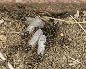 Black garden ants - winged leaving nest