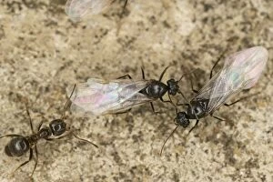 Black Garden Ants - winged queens with worker
