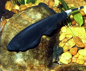 Electric Prints: Black Ghost- knife fish, electric fish found in shallow fast flowing waters in South America (Venezuela to Paraguay)