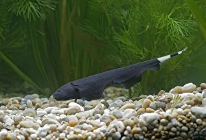 Images Dated 27th October 2005: Black Ghost Knifefish – side view on bottom by weeds Dist:s America UK