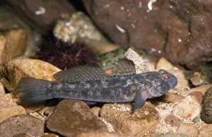 Goby Prints: Black Goby UK coasts