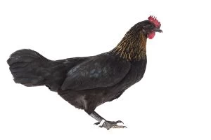Aseel Gallery: black golden hackle Ardennaise Chicken hen