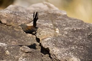 Black Grasswren - bounds from rock to rock disappearing through crevices beneath giant boulders reappearing farther