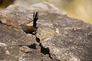 Black Grasswren - Bounds from rock to rock disappearing through crevices beneath giant boulders reappearing farther on as they move through their territory. A rare Australian grasswren confined to huge sandstone gorges