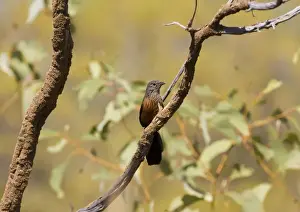 Black Grasswren - female A rare Australian grasswren confined to huge sandstone gorges and tumbled boulders intermixed with scattered shrubs and spinifex in the far north of the Kimberley in northwest Western Australia