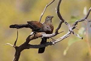 Black Grasswrens - male and female