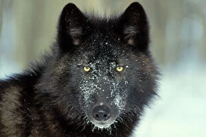 Black Grey Wolf - With snowy face