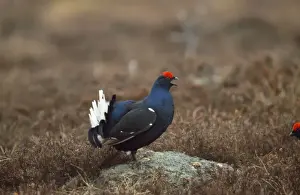 Black Grouse