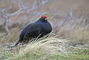 Images Dated 23rd April 2004: Black Grouse - Cock bird sitting in rain on moorland - April - Scotland UK