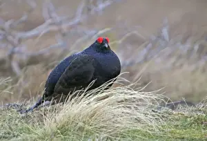 Moorlands Prints: Black Grouse - Cock bird sitting in rain on moorland - April - Scotland UK